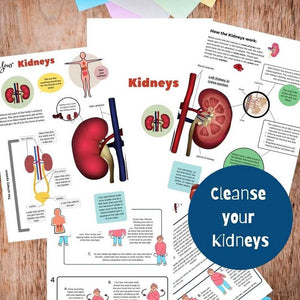 kidneys info sheets on how to cleanse your kidneys