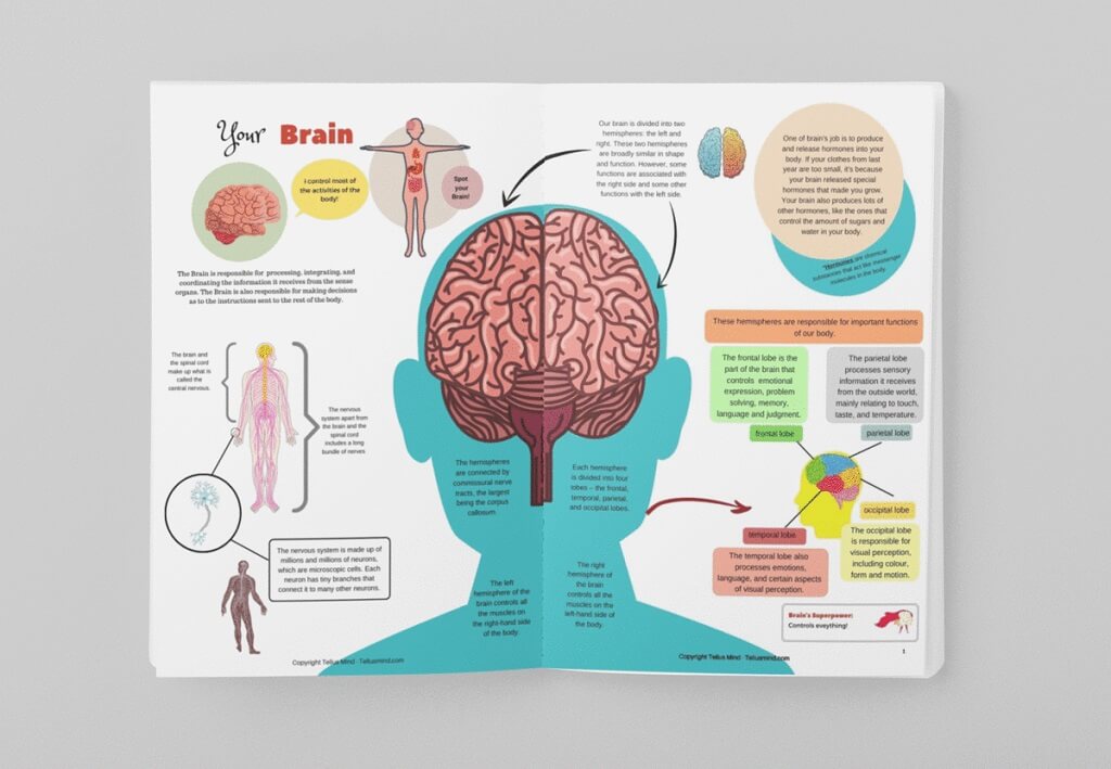 open book brains anatomy and nervous system