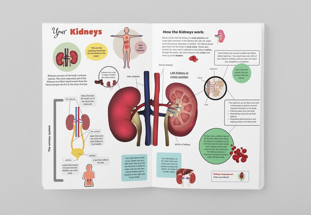 opened anatomy book about kidneys