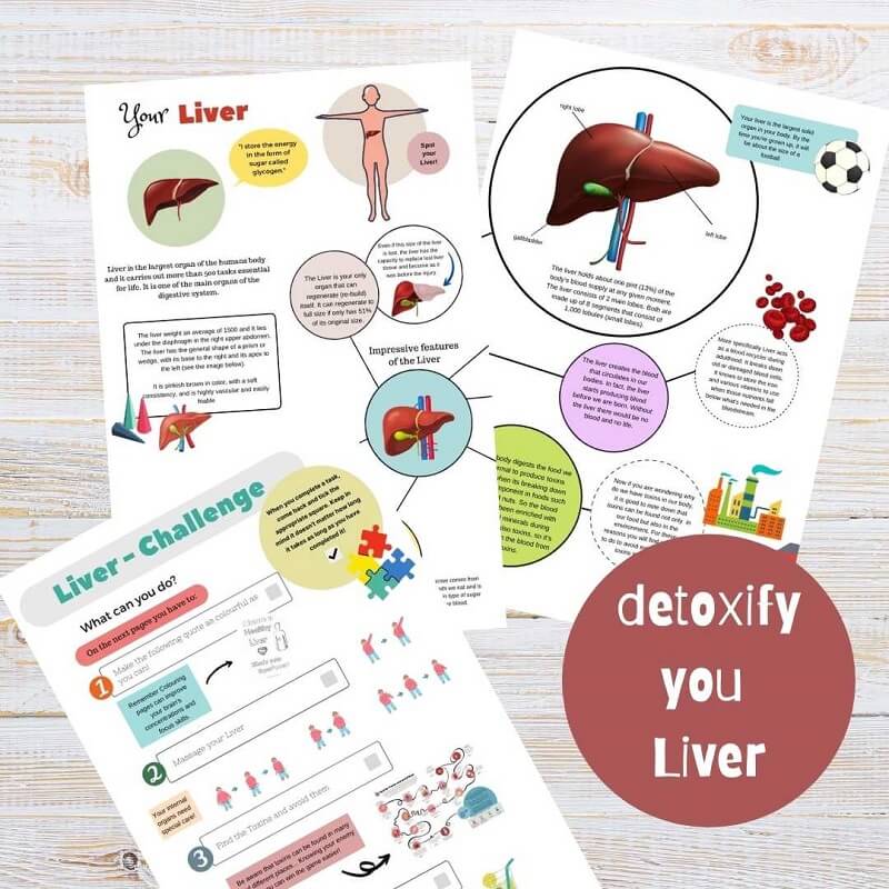colorful information sheets about liver