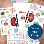 kidneys info sheets on how to cleanse your kidneys