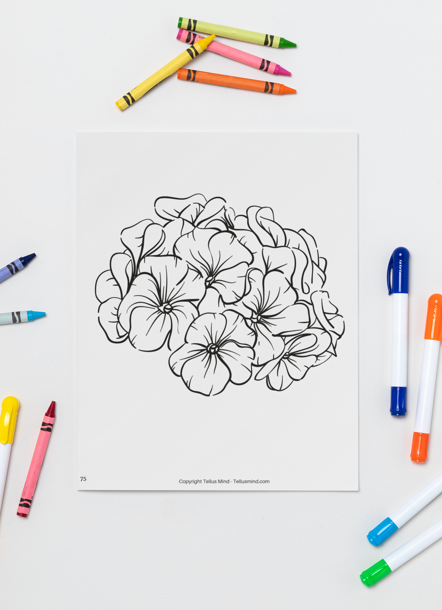 Plants and Flowers - Colouring Book